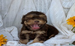 Cockapoo dogs for sale: Hazel - Image 2