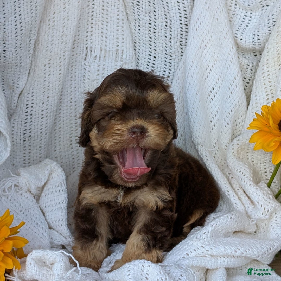 Cockapoo dogs for sale: Hazel - Image 2