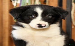 Border Collie dogs for sale: Lars - Image 2