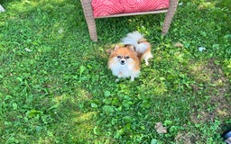 Pomeranian dogs for sale: Buddy - Image 6