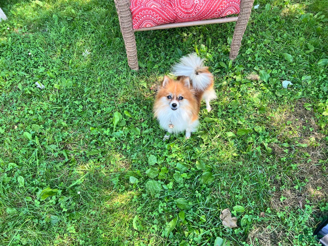 Pomeranian dogs for sale: Buddy - Image 6