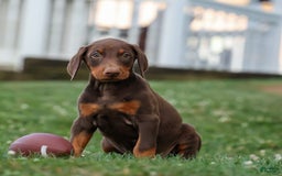 Doberman Pinscher dogs for sale: Diesel - Image 1