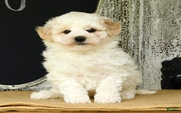 Havapoo dogs for sale: Rover - Image 7