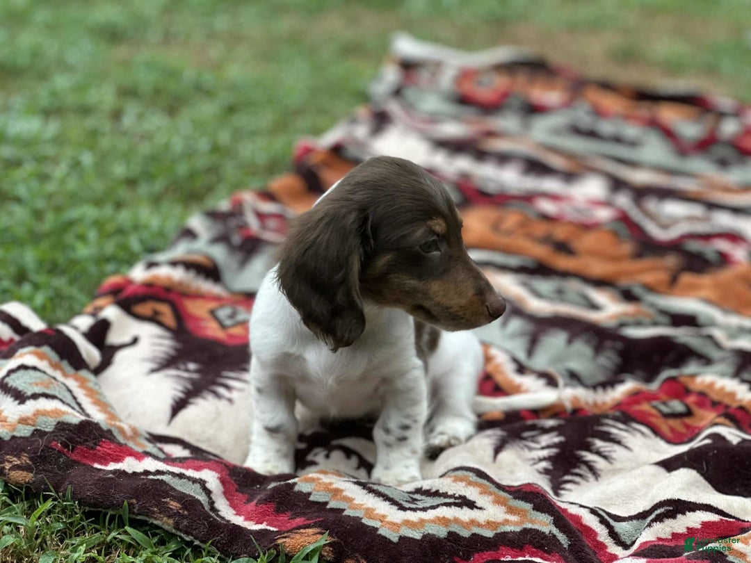 Miniature Dachshund dogs for sale: Rolo - Image 2