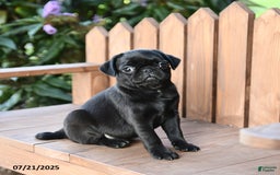 Pug dogs for sale: Pug 6 puppies - Image 18