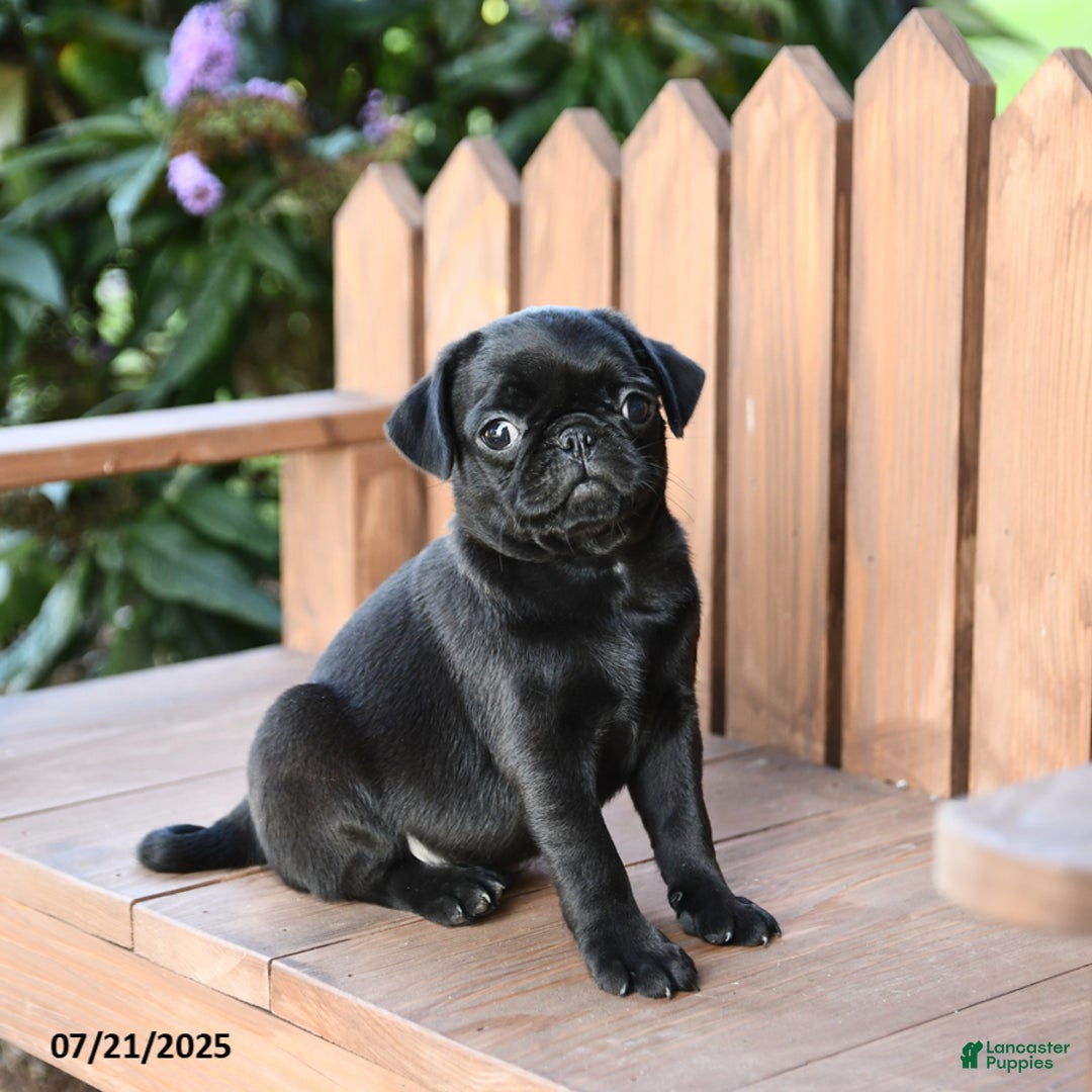 Pug dogs for sale: Pug 6 puppies - Image 18