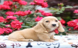 Miniature Dachshund dogs for sale: Penny - Image 4