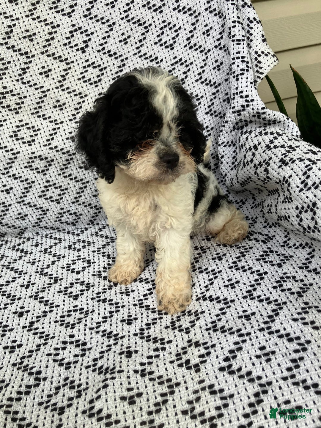 Cockapoo dogs for sale: Stella - Image 12