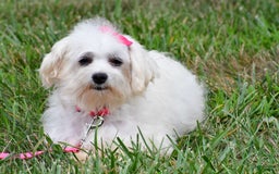 Maltipoo dogs for sale: Penny - Image 9