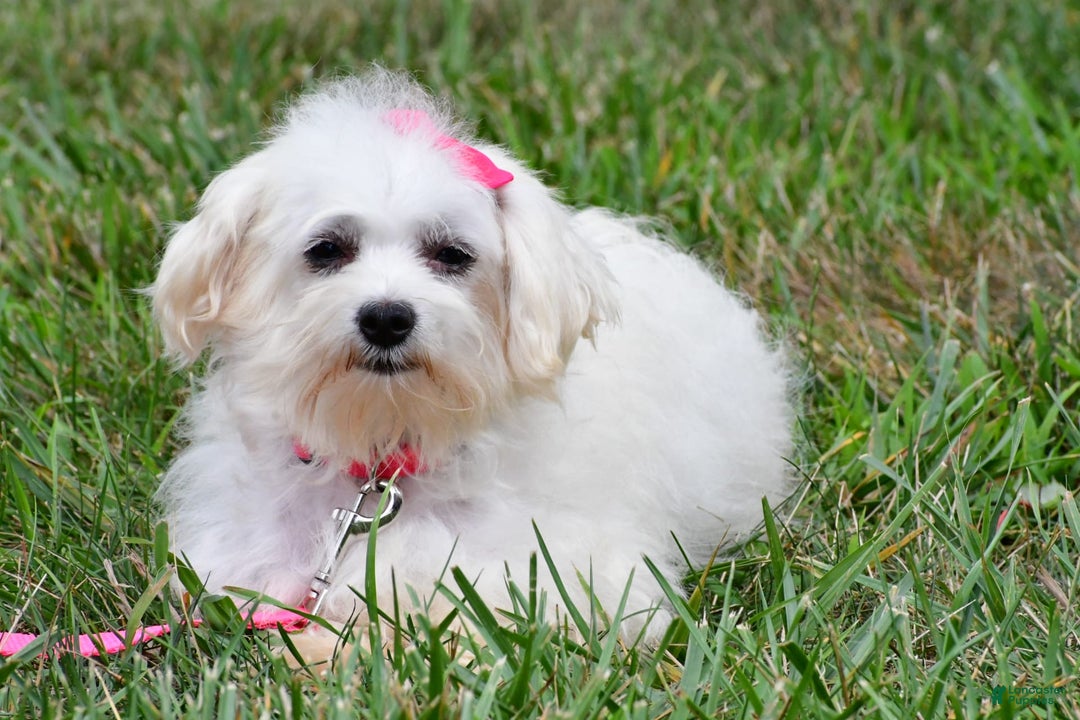 Maltipoo dogs for sale: Penny - Image 9