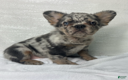 French Bulldog dogs for sale: cleo - Image 8
