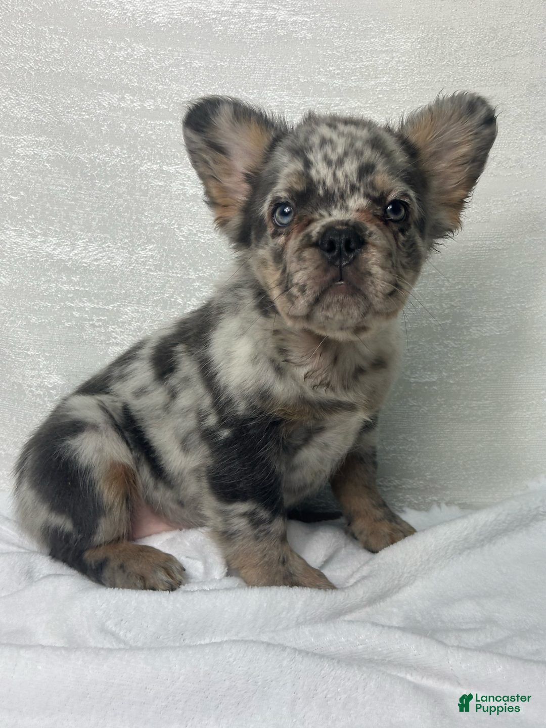 French Bulldog dogs for sale: cleo - Image 8