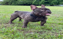 French Bulldog dogs for sale: Biscuit - Image 6