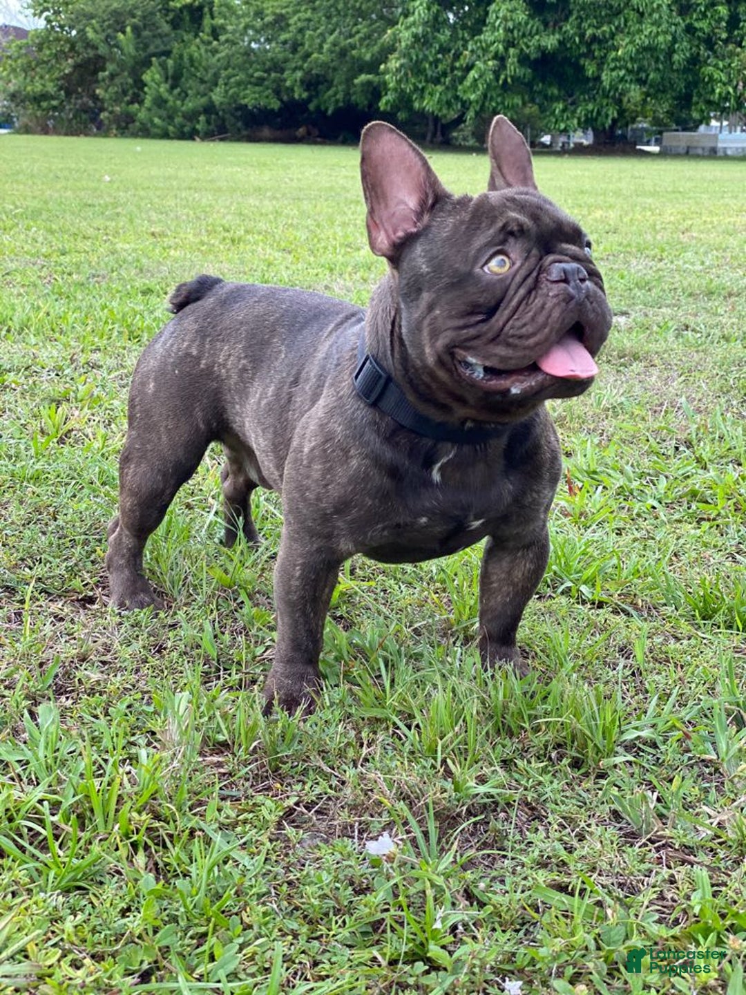 French Bulldog dogs for sale: Biscuit - Image 6