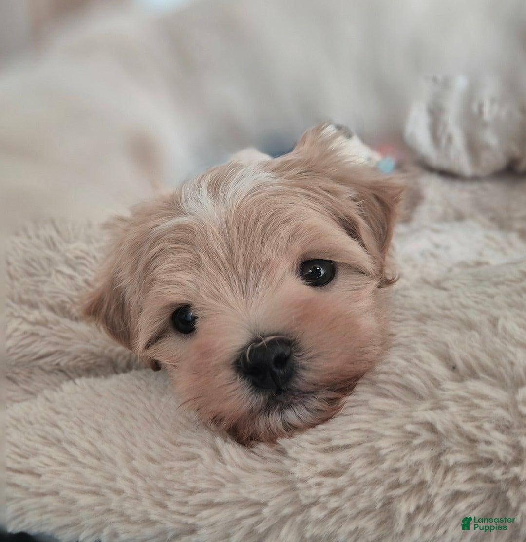 Maltipoo dogs for sale: Maya - Image 6