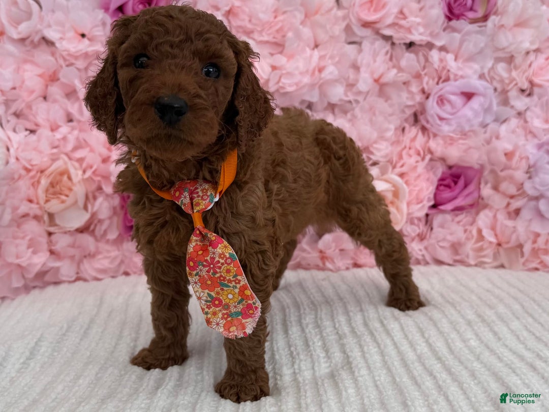 Standard Poodle dogs for sale: Leo AKC - Image 4