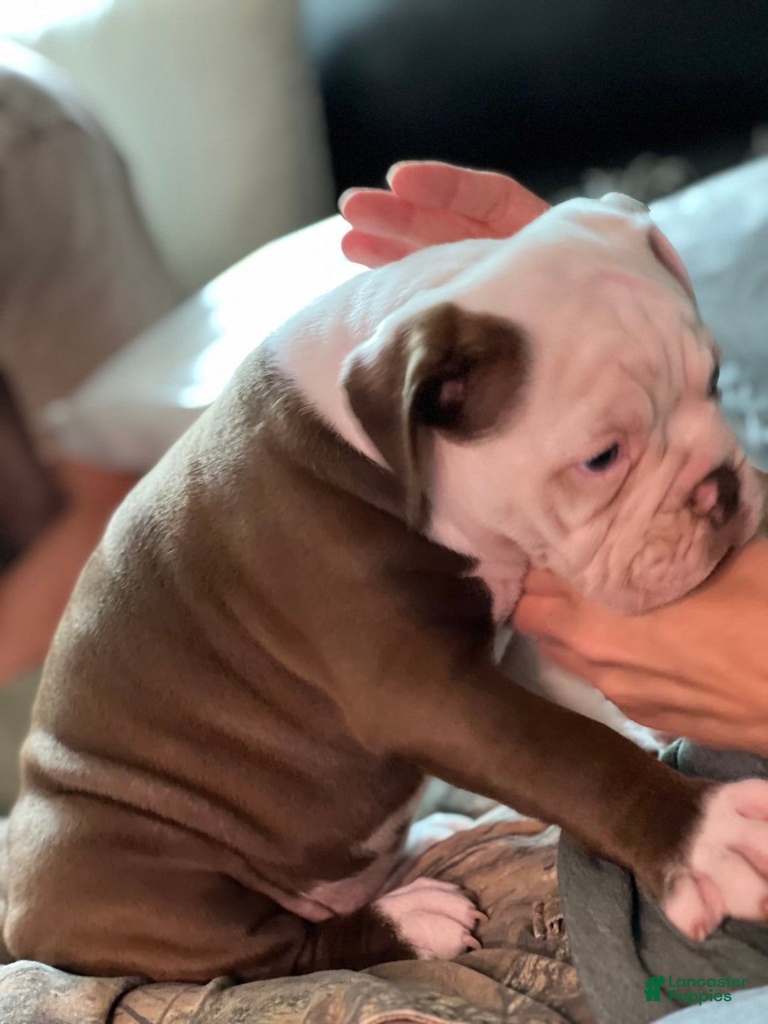 Olde English Bulldogge dogs for sale: Mien - Image 5
