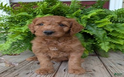 Goldendoodle dogs for sale: Dash - Image 4