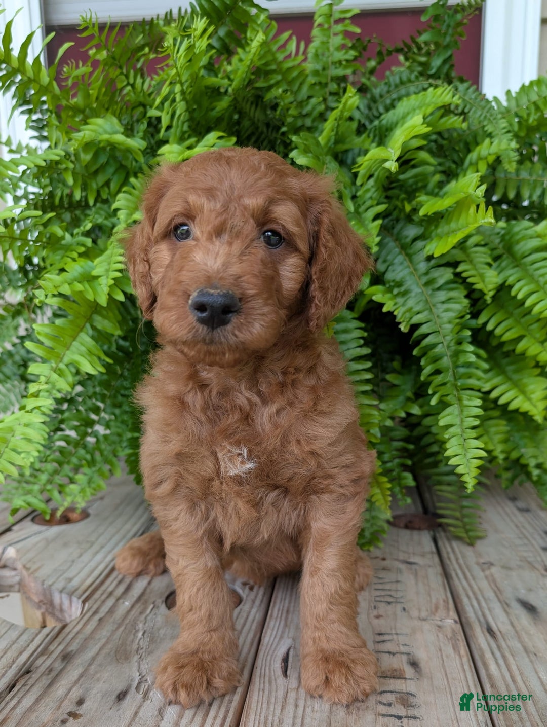 Goldendoodle dogs for sale: Dash - Image 4