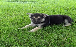 German Shepherd dogs for sale: German Shepherd 8 puppies - Image 23