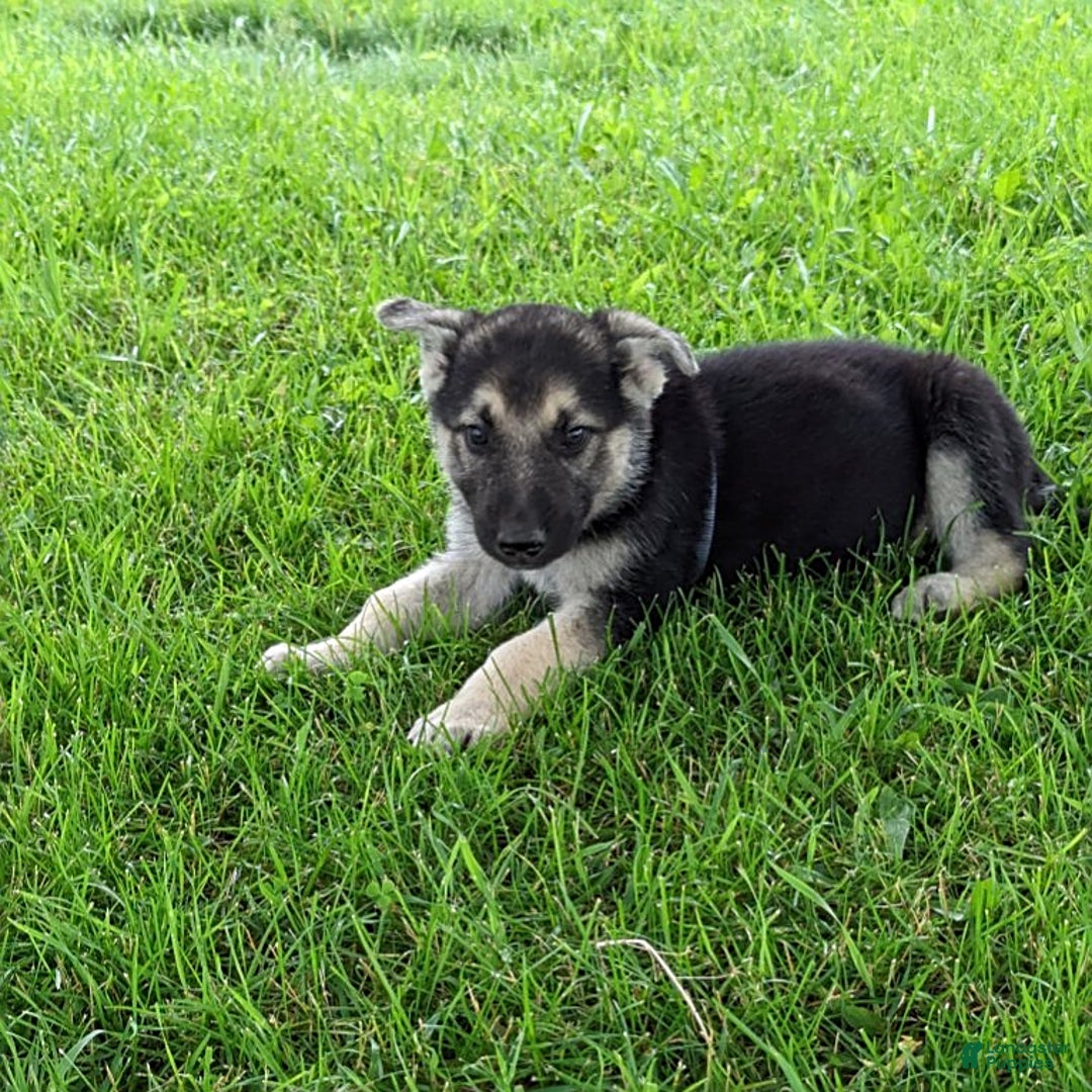 German Shepherd dogs for sale: German Shepherd 8 puppies - Image 23