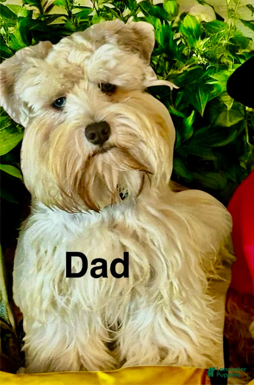 Miniature Schnauzer dogs for sale: Thor - Image 11