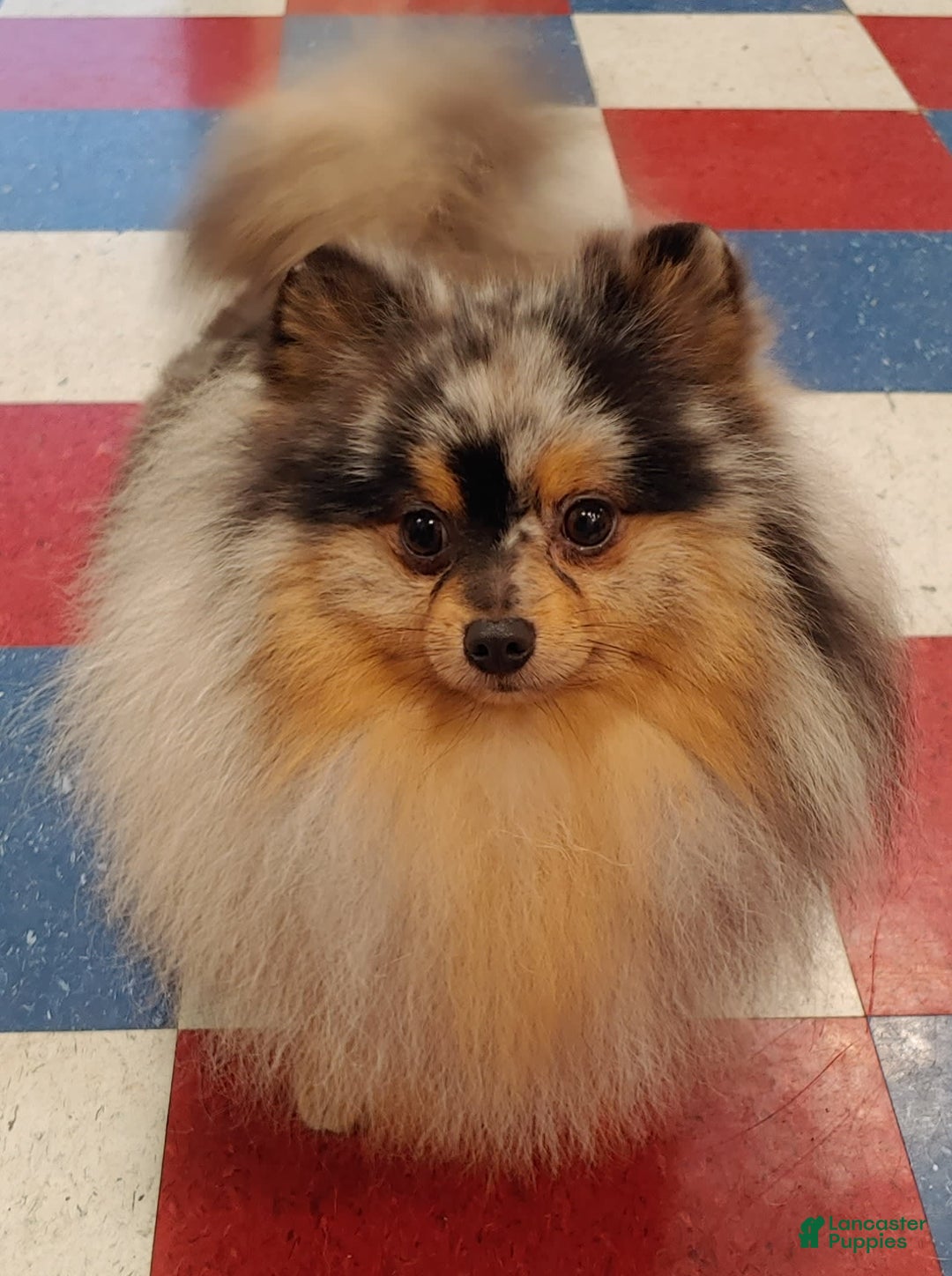 Pomeranian dogs for sale: Astro - Image 9
