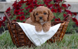 Cavapoo dogs for sale: Roxie - Image 2