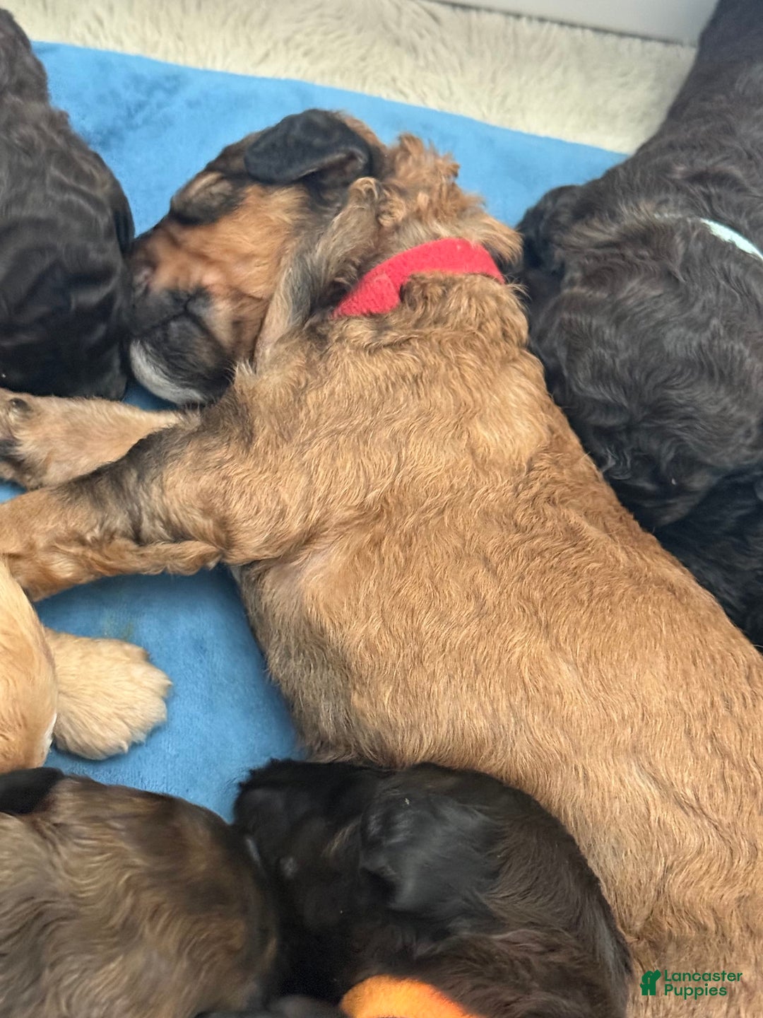 Bernedoodle dogs for sale: Red Collar Boy - Image 4