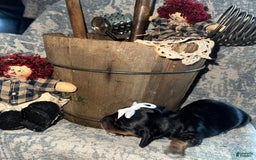 Dachshund dogs for sale: Lux - Image 2