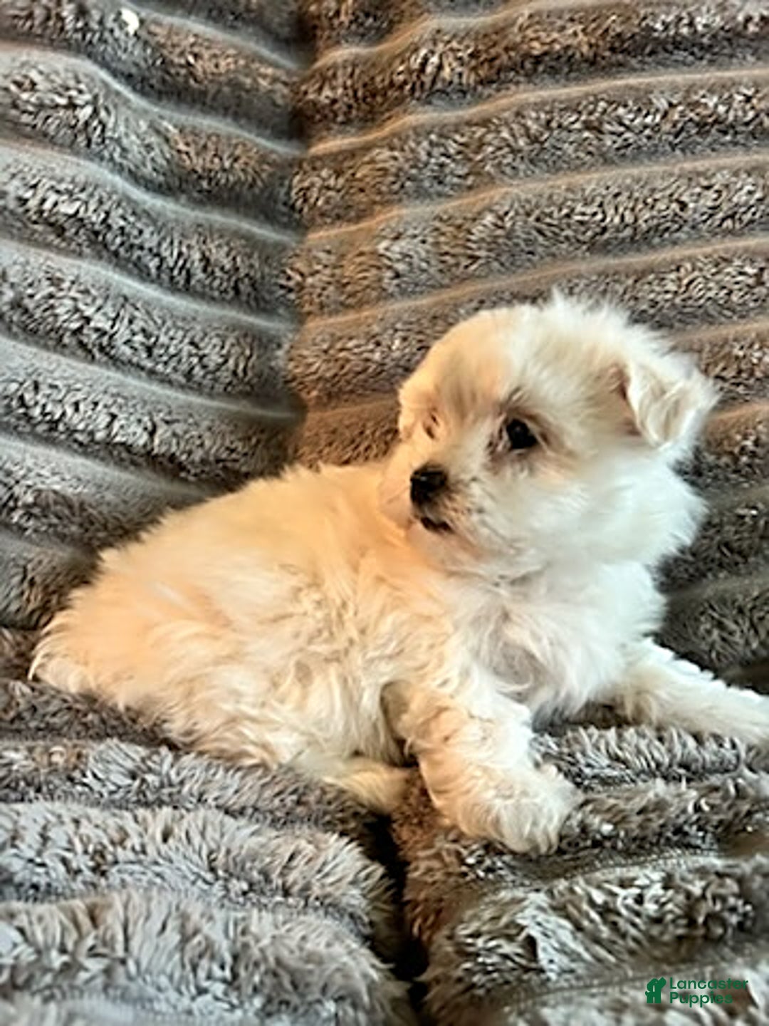 Maltipoo dogs for sale: Dannie - Image 1