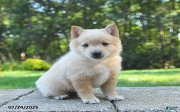 Schipperke dogs for sale: Quest - Image 1