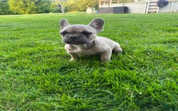 French Bulldog dogs for sale: Homer - Image 2