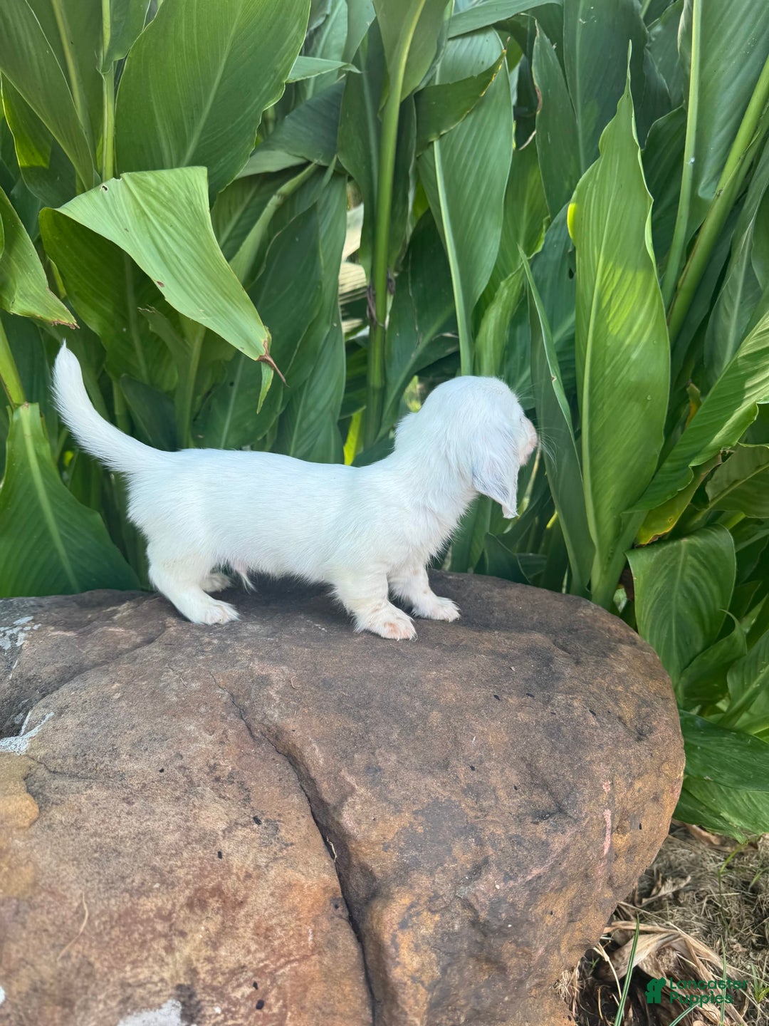Miniature Dachshund dogs for sale: Blizzard LH - Image 7