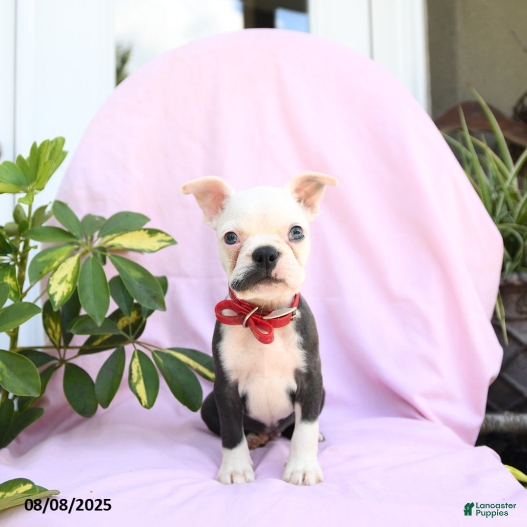 Boston Terrier dogs for sale: Boston Terrier 4 puppies - Image 4