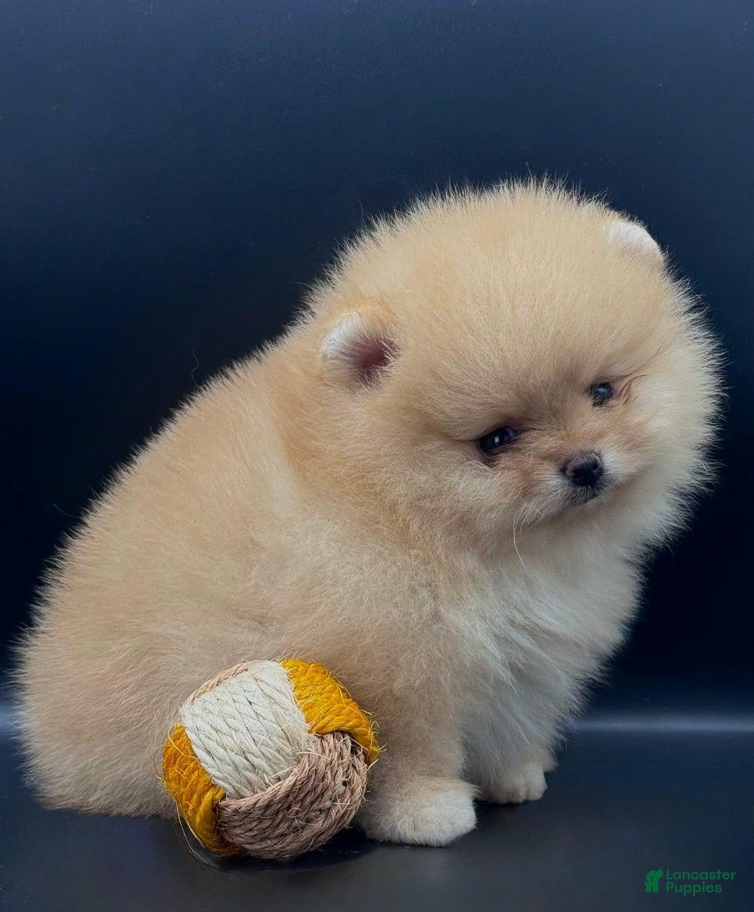 Pomeranian dogs for sale: Raya - Image 5