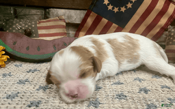 Cavalier King Charles Spaniel dogs for sale: Sparkey - Image 2