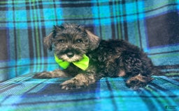 Miniature Schnauzer dogs for sale: Vader - Image 5