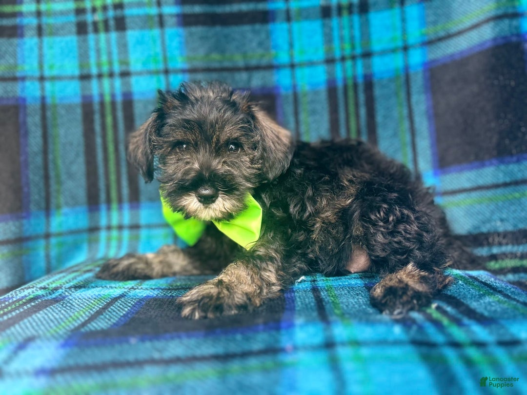 Miniature Schnauzer dogs for sale: Vader - Image 5