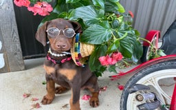 Doberman Pinscher dogs for sale: Monica - Image 6