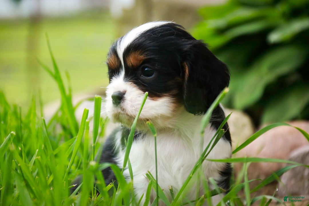 Cavalier King Charles Spaniel dogs for sale: Nero - Image 17