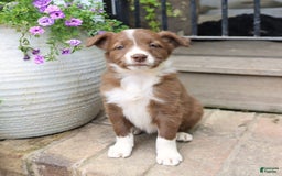 Border Collie dogs for sale: Saige - Image 3