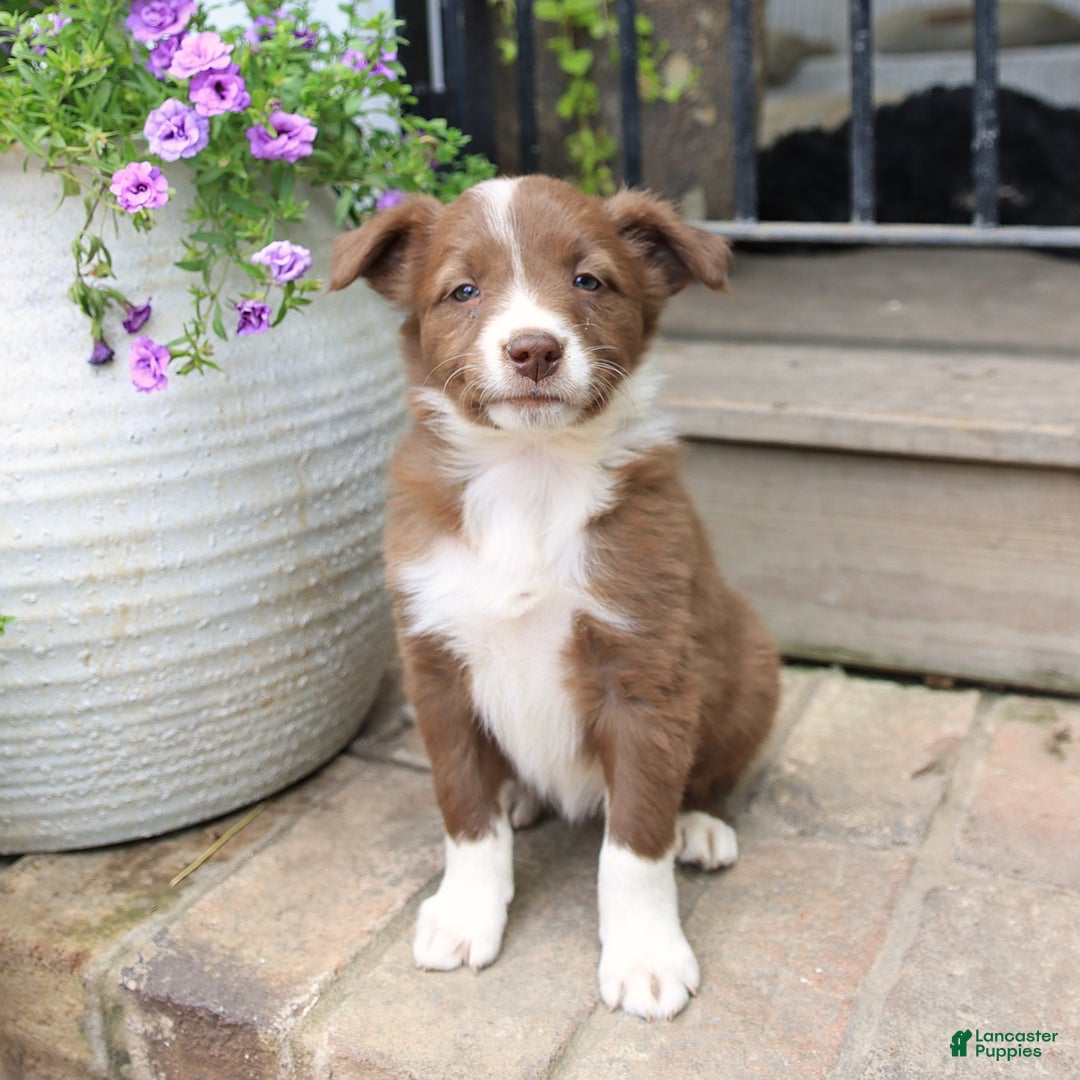 Border Collie dogs for sale: Saige - Image 3