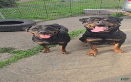 Rottweiler dogs for sale: Princess Stellaria-doneyuno - Image 7