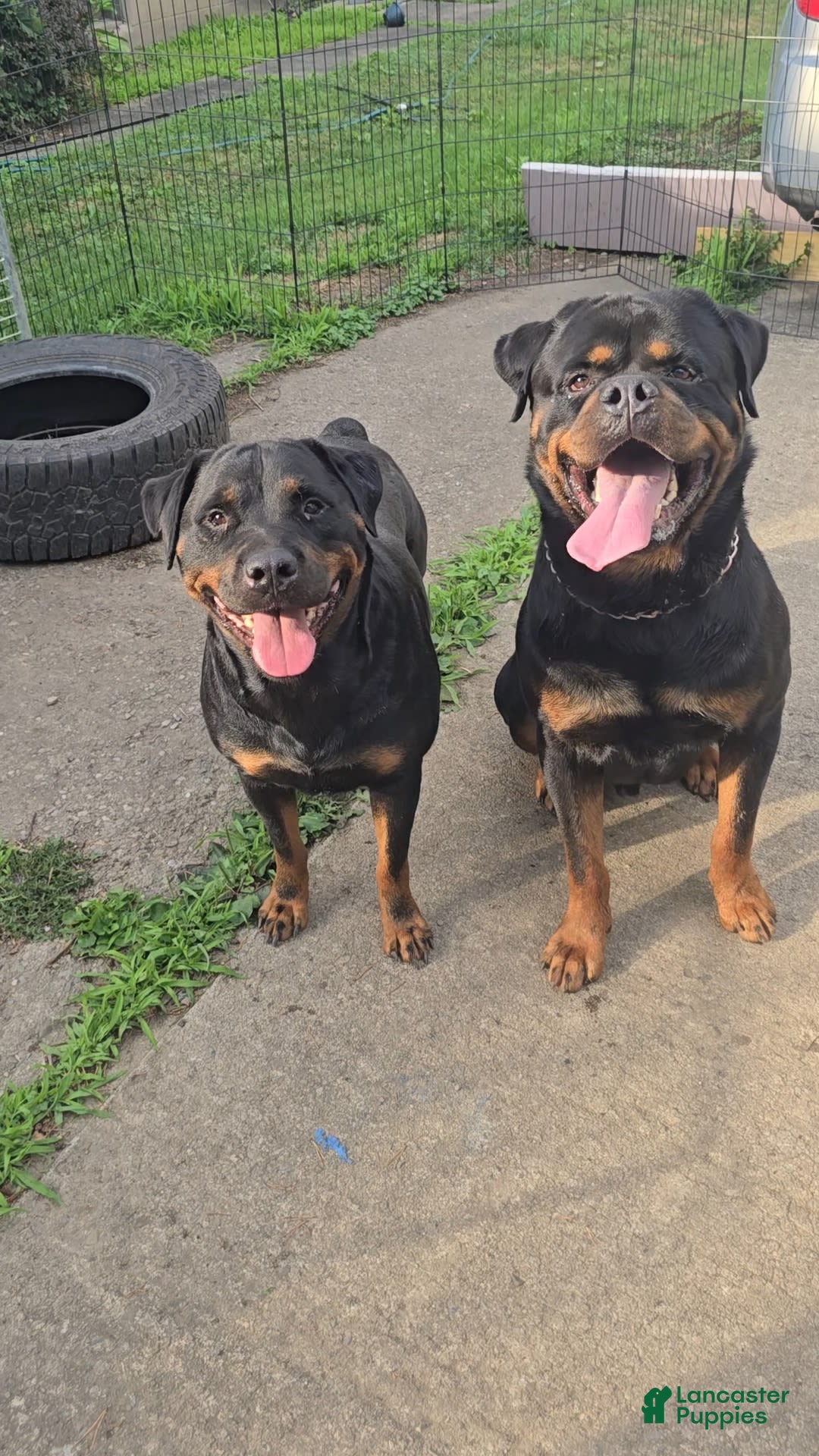 Rottweiler dogs for sale: Princess Stellaria-doneyuno - Image 7