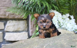 Yorkshire Terrier dogs for sale: Chase - Image 2