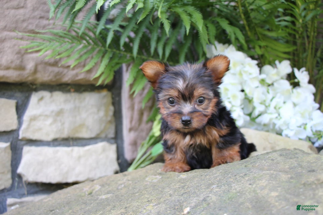 Yorkshire Terrier dogs for sale: Chase - Image 2