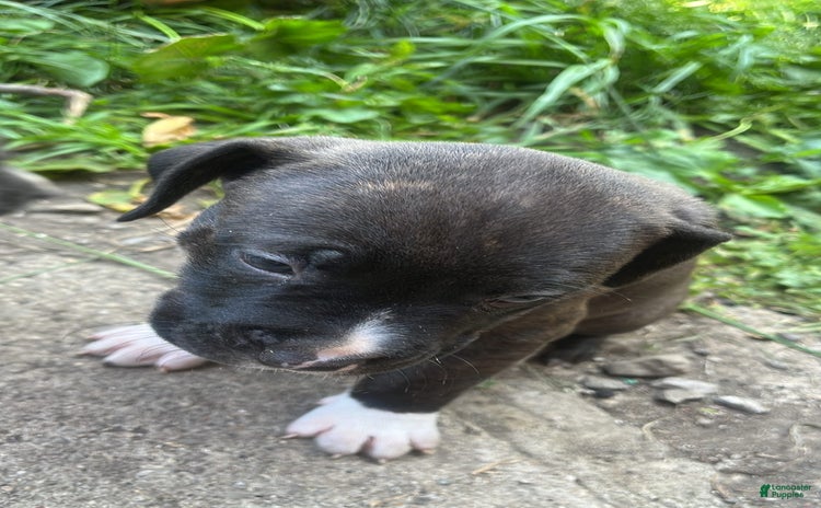 American Pit Bull Terrier dogs for sale - Ad 3