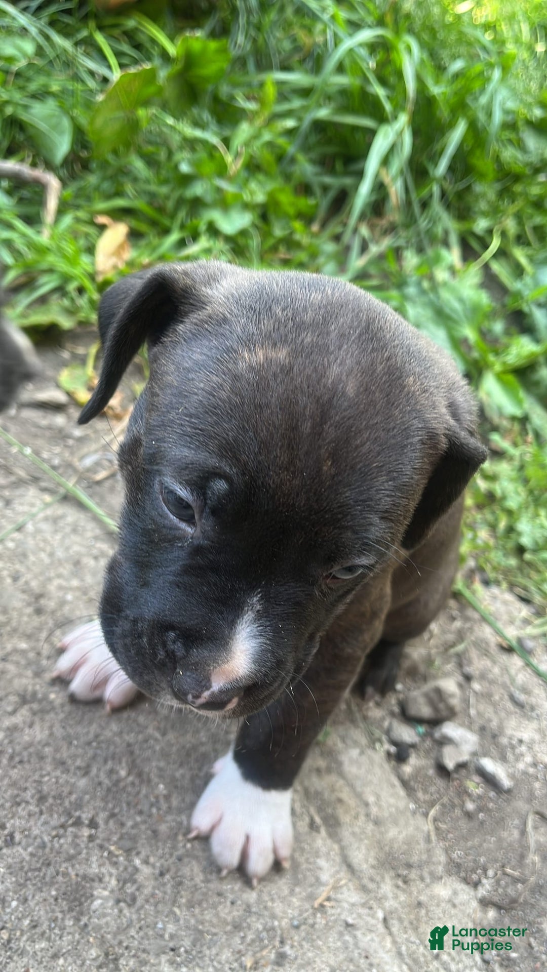 American Pit Bull Terrier dogs for sale: Venom - Image 1