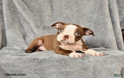 Boston Terrier dogs for sale: Moe - Image 3